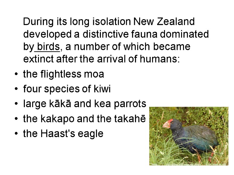 During its long isolation New Zealand developed a distinctive fauna dominated by birds, a